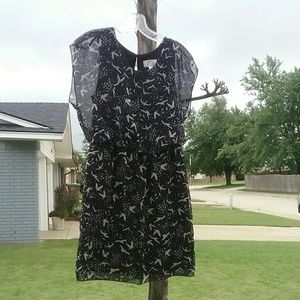 Black dress-Sweet Storm